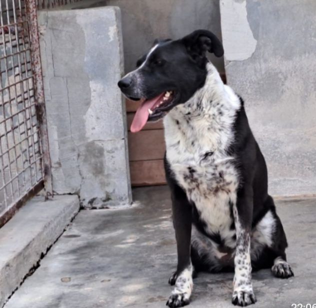Femmina 5anni salvata 3anni fa.PUGLIA SOS SOS - Foto 7