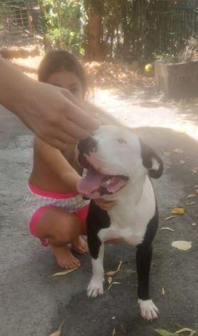 PITBULL, JACK, 1 ANNO CIRCA: LA FAMIGLIA NON LO VUOLE PIU', CERCA CASA! - Foto 2