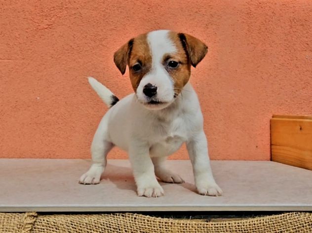 Cuccioli di Jack Russell - Foto 3
