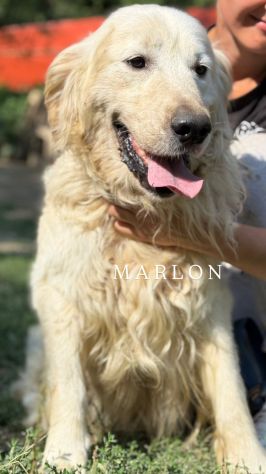 MARLON, magnifico mix GOLDEN RETRIEVER! - Foto 2