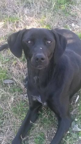 MIA, stupenda segugia - Foto 4