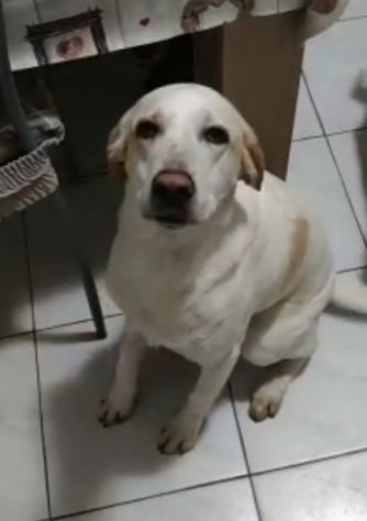 Camilla 4anni cerca famiglia che non l abbandoni più!FROSINONE - Foto 2