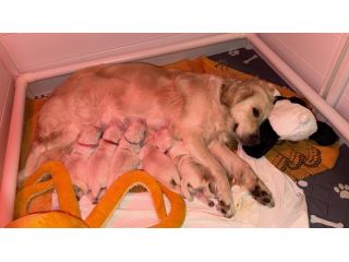 Cuccioli Golden Retriever