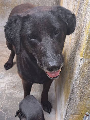 Ciccia simil Labrador