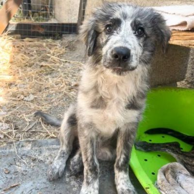 ERIN MERAVIGLIOSA CUCCIOLA IN ADOZIONE - Foto 4