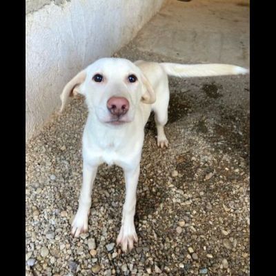 SAMUEL DELICATO E DOLCISSIMO CUCCIOLO IN ADOZIONE - Foto 3