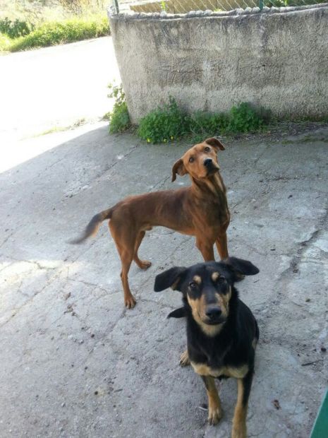 LUNA E BROWN, due cucciolotti in cerca di amore - Foto 5