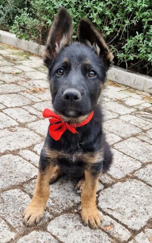EVITIAMO IL CANILE A IGOR! - Foto 9