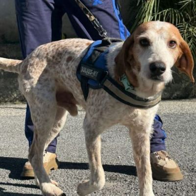 Newton il segugio con le lentiggini, adora le carezze, cane in adozione - Foto 6
