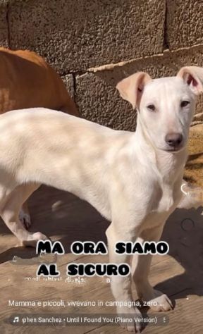 MAMMA MEDEA E CUCCIOLI BIAGIO ED ARIANNA: in adozione. - Foto 8