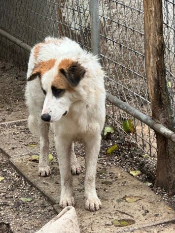 Sofia: amichevole e tranquilla, dolce con tutti - Foto 5