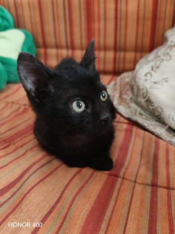 Kata, gattina sfortunata prossima alla scadenza... - Foto 2