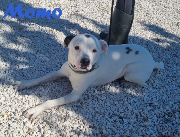 MOMO - Foto 7