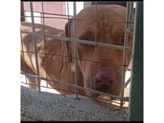 SANSONE MIX DOGUE DE BORDEAUX CANE IN ADOZIONE