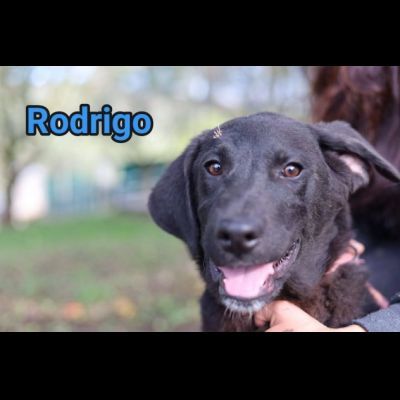 RODRIGO E ABBONDIO CUCCIOLI IN ADOZIONE - Foto 4