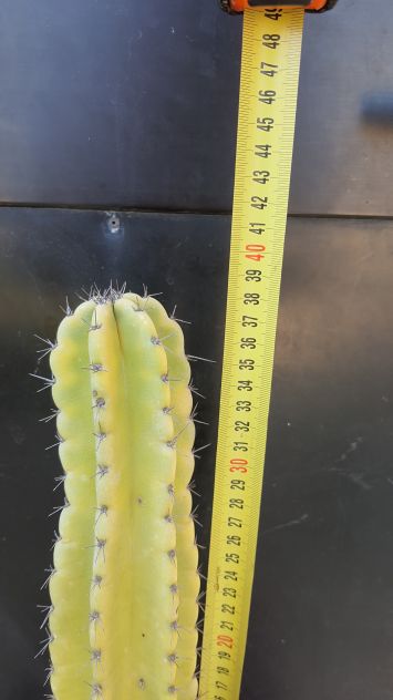 Cactus Piante Grasse Bonsai - Cereus Peruvianus - Foto 2