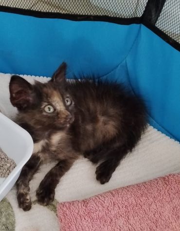 GATTINI DOLCISSIMI - Foto 7