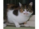 BRUSCHETTA, micia timidina