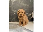 MALTIPOO - MALTIPO CUCCIOLI - pagamento agevolato
