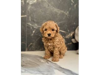 MALTIPOO - MALTIPO CUCCIOLI - pagamento agevolato