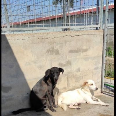 LIAM PACATO E AMOREVOLE; CAGNOLINO IN ADOZIONE - Foto 7