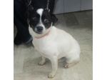 ALICE, dolce mix Jack Russell