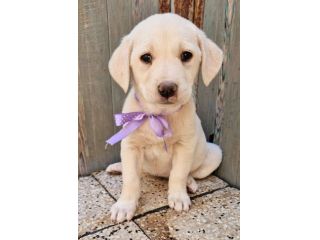 ADOTTIAMO LILLYBETH!