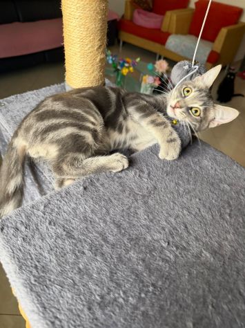 PRINCIPE - gattino di 3 mesi - Foto 9