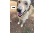 Kora simil labrador