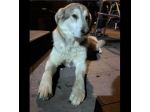 CUCCIOLONE IN ADOZIONE
