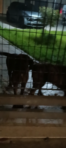 Due sorelline cucciole in adozione - Foto 3