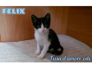 FELIX, adorabile micino in adozione