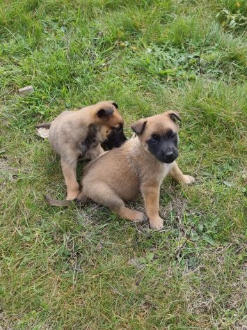 Pastore Belga Malinois Allevamento e cuccioli Lecce Brindisi Bari e in Puglia