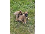 Pastore Belga Malinois Allevamento e cuccioli Lecce Brindisi Bari e in Puglia