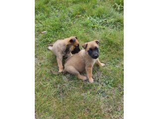 Pastore Belga Malinois Allevamento e cuccioli Lecce Brindisi Bari e in Puglia