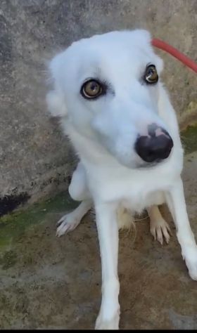 Giovane,femmina,grandi occhioni che nessuno nota! SICILIA - Foto 7