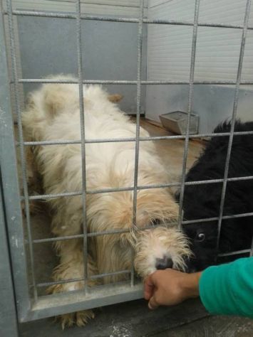 TOTO ', meraviglioso spinone - Foto 2
