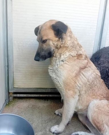 ZELDA E LAVINIA CANI IN ADOZIONE - Foto 3