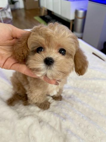 MALTIPOO CUCCIOLI da 60 euro al mese