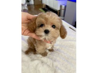 MALTIPOO CUCCIOLI da 60 euro al mese