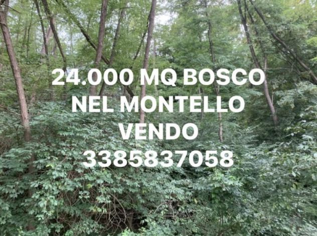 BOSCO CEDUO DI 24.000 MQ VENDO - Foto 2
