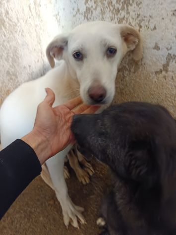 URSULA CUCCIOLA 8 MESI TAGLIA MEDIA NATA IN CANILE - Foto 4