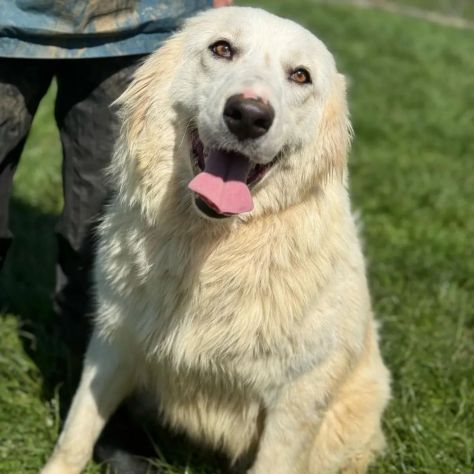 SUSY MERAVIGLIOSA E SOCIEVOLE CANE IN ADOZIONE