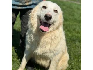 SUSY MERAVIGLIOSA E SOCIEVOLE CANE IN ADOZIONE