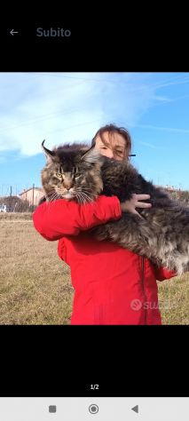 Maine coon - Foto 4