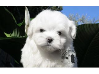 Maltese Cucciolo Disponibile TREQUARTIDILUNA