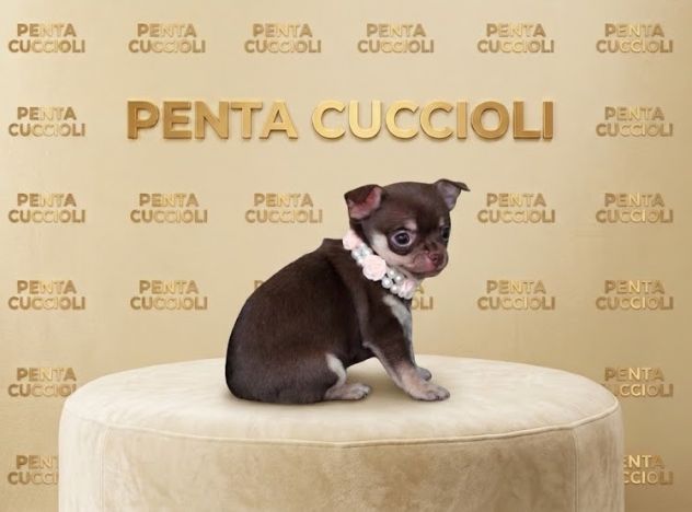 Chihuahua toy cioccolato