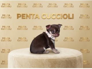 Chihuahua toy cioccolato