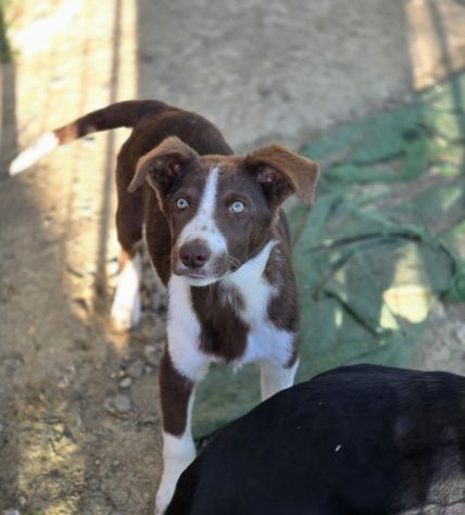 cuccioli lady e teso in regalo - Foto 4