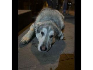 CUCCIOLONE IN ADOZIONE